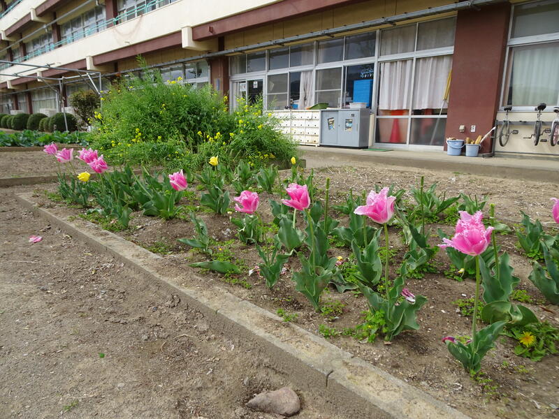 菜の花 花壇